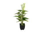 EUROPALMS Mini Calla, artificial plant, white, 43cm