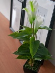 EUROPALMS Calla mini, Kunstpflanze, weiß, 43cm