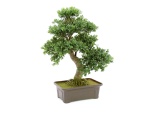 EUROPALMS Bonsai, artificial plant, 61 cm