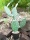 EUROPALMS Nopal cactus, artificial plant, 76cm