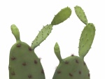 EUROPALMS Nopal cactus, artificial plant, 75cm