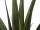 EUROPALMS Aloe-Vera Pflanze, Kunstpflanze, 60cm