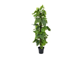 EUROPALMS Pothos, Kunstpflanze, 180cm