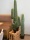 EUROPALMS Mexican Cactus, artificial plant, green, 97cm