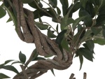 EUROPALMS Ficus Multiple Spiral Trunk, artificial plant,...