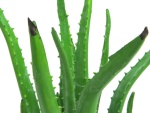 EUROPALMS Aloe-Vera-Pflanze, Kunstpflanze, 63cm