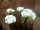 EUROPALMS Hydrangea, white, with flowers, 100 LEDs