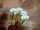 EUROPALMS Hydrangea, white, with flowers, 100 LEDs