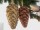 EUROPALMS Pinecone hanger, glitter, gold, 18cm