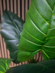 EUROPALMS Taro Alocasia, artificial plant, 140cm