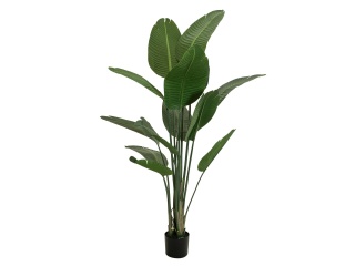 EUROPALMS Strelitzia, artificial plant, 170cm