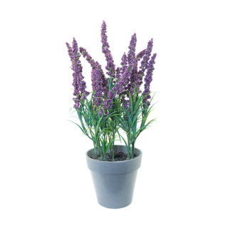 Lavendel im Topf Kunststoff     Groesse: 30cm    Farbe: violett/grün